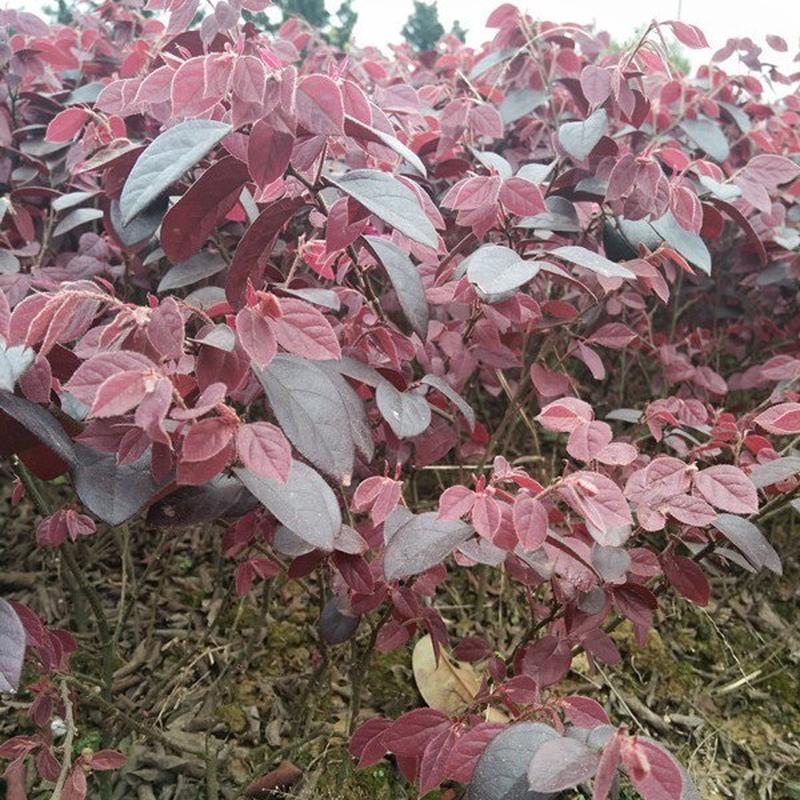红花继木苗厂家供应道路绿化种植红花色块木苗绿化檵树红色继木苗