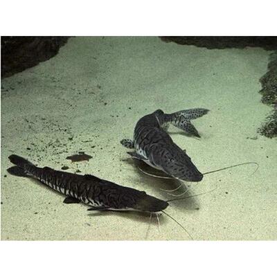 虎纹鸭嘴猛鸭嘴鲨鱼鱼底层鱼超级好养的鱼热带鱼虎皮鸭嘴