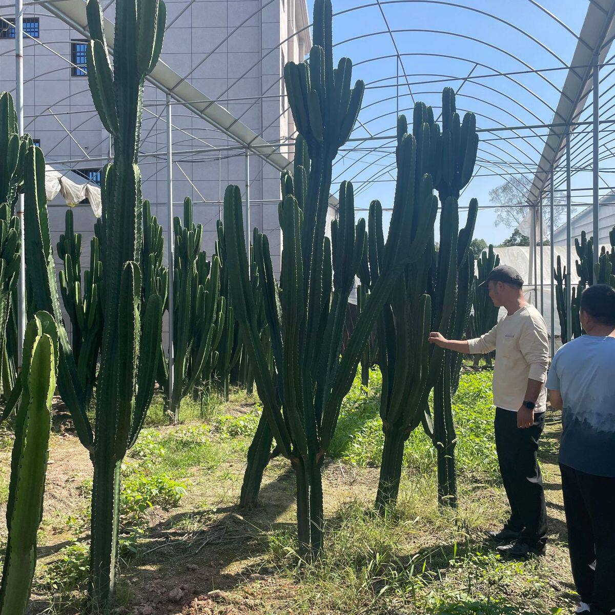 造景仙人掌仙人柱热带仙人球土人节柱大凤龙大戟阁批发