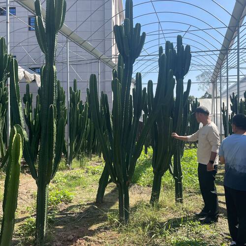 造景仙人掌阁柱热带仙人球土人节柱大凤龙大戟仙人批发