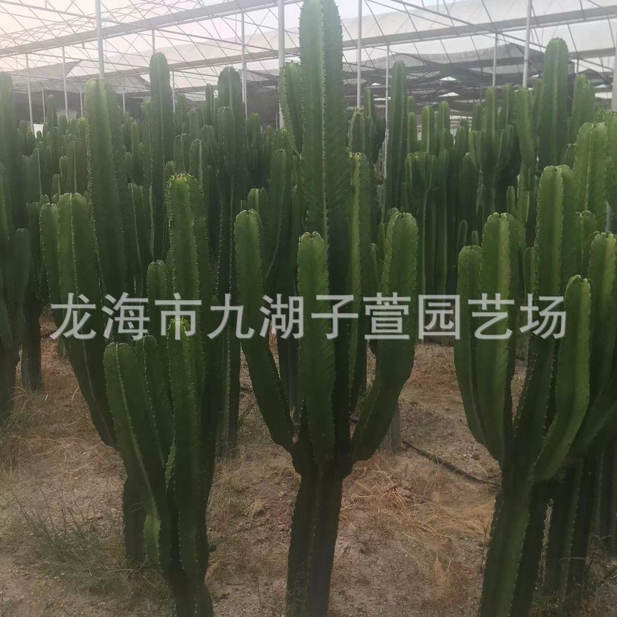 大戟科无刺柱大戟阁冲天阁仙人球多肉植物仙人仙人掌沙生植物景