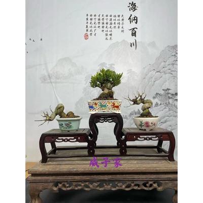 石榴榆树白蜡雀梅枫树荀子迎春长寿梅黄杨火棘米东栀子花真柏