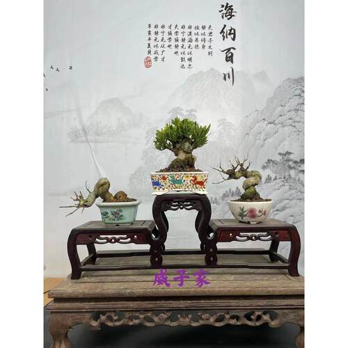 石榴榆树白蜡雀梅枫树荀子迎春长寿梅黄杨火棘米东栀子花真柏