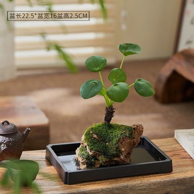 吸水石吸水石石绿植狼尾蕨盆栽菖蒲好养植物虎耳草耐阴镜面草水培
