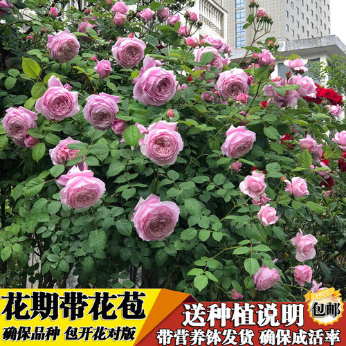 木香花苗爬藤植物四季红木香庭院香月季蔷薇白木特大基地市场