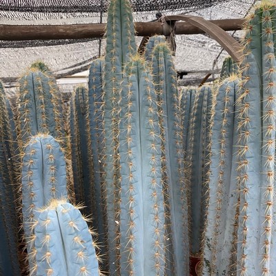 蓝柱高度50-200厘米沙生柱基景观造景仙人球大型仙人植物地批发