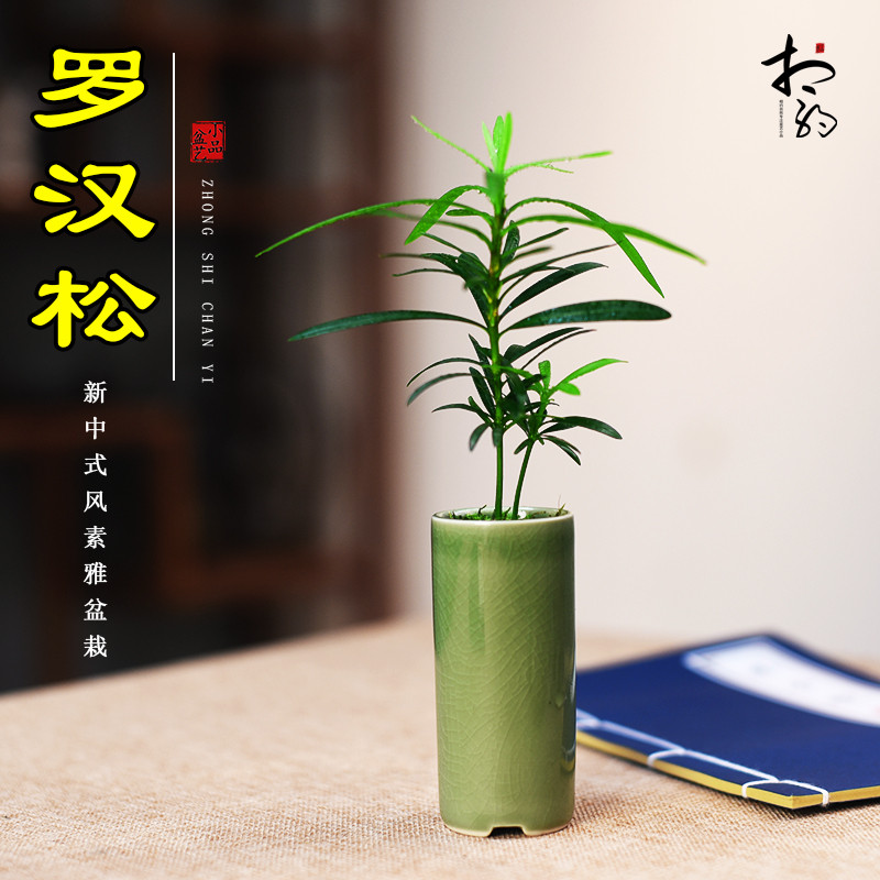 罗汉松盆栽室内办公室茶几茶室桌面小盆景趣味中式迷你小盆栽好养