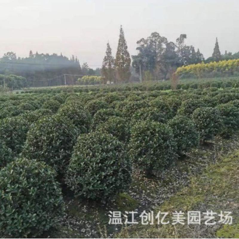 大叶黄杨球万年青球冠幅80-150公分基地直发