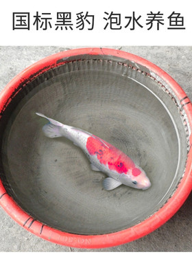 粤信防水材料js聚合物防水涂料屋顶外墙卫生间补漏胶耐磨抗裂黑豹