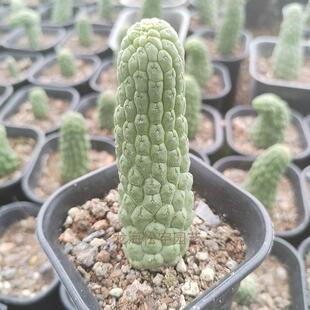 多肉植物批发约6-9cm根自佛头玉萝藦科仙人掌裸根花卉盆栽绿植