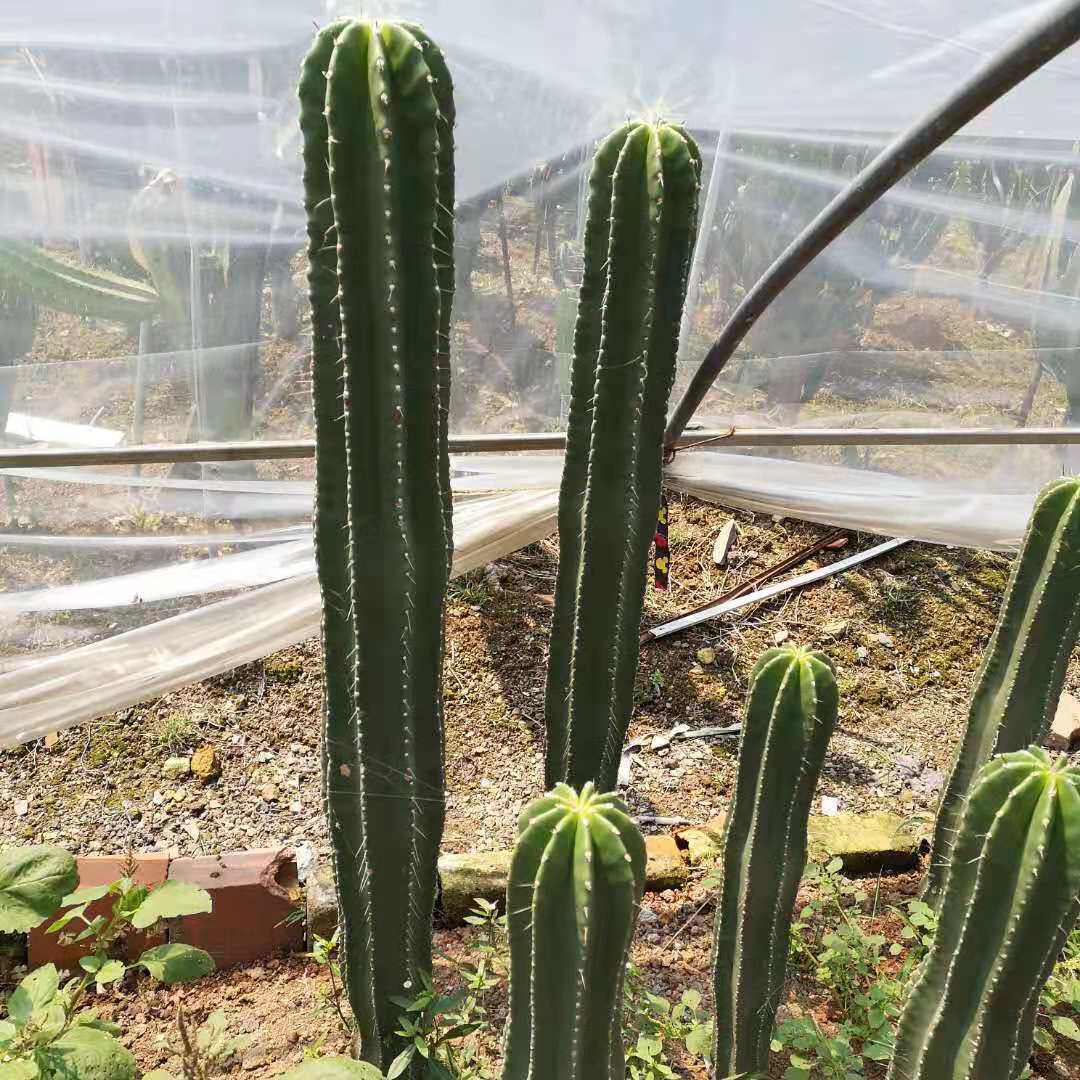 勇凤柱高度1.5米采购大型沙漠植物园林展览量大便宜勇柱凤大凤