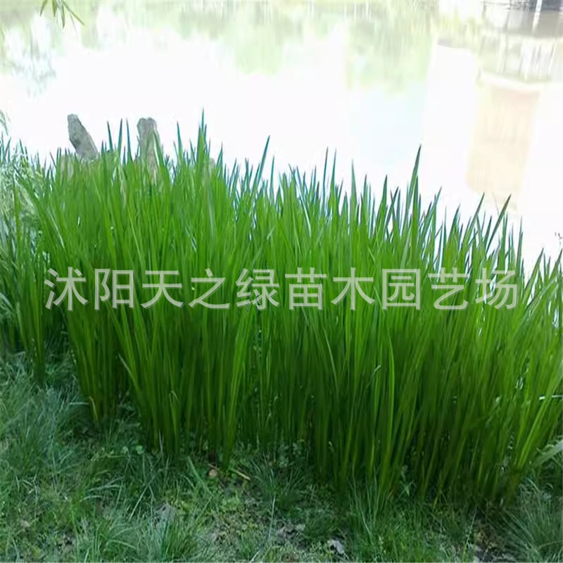 水培水生花卉美人蕉旱伞再水竹草力花黄菖蒲千屈菜苗池塘湿地植物