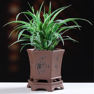 创意复古带托盘室内家用文竹君子兰植物吊兰 紫砂兰花陶瓷花盆个性