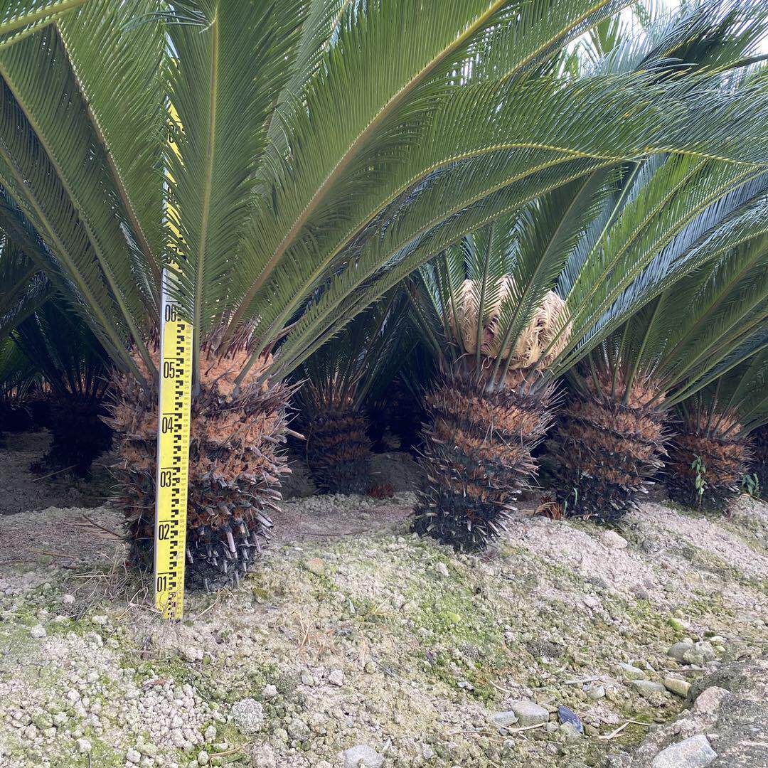单杆铁树产地大量种植销售 多多头 规格铁树盆景 丛生铁树批发