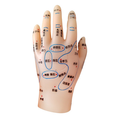 丰帆牌手穴位模型足穴位模型耳穴位模型手足耳模型反射区按摩磨具