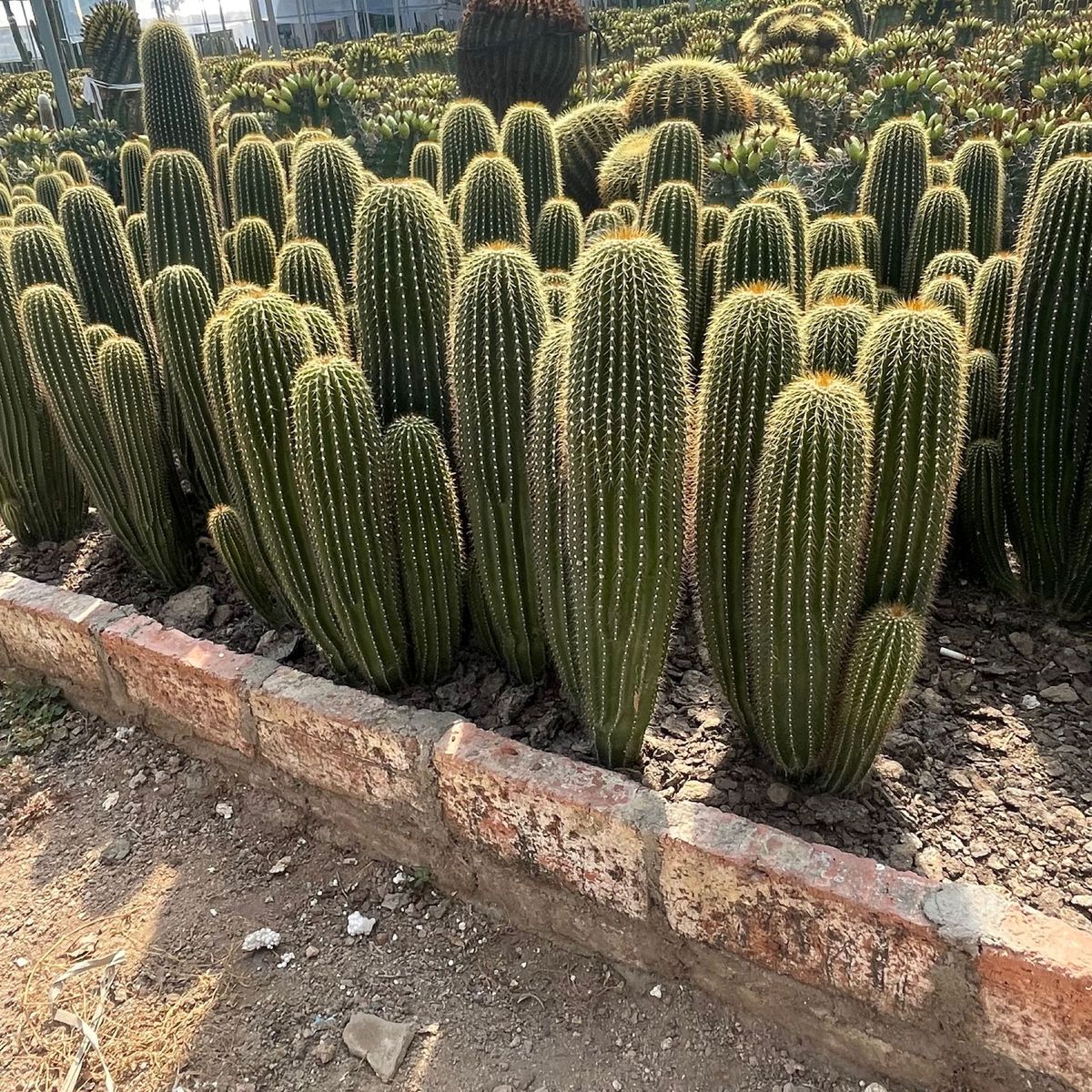 造景仙人球金虎植物批发仙人掌大凤龙量天尺沙生农户仙人柱造景
