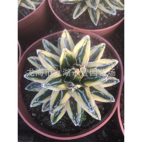 百合科圆叶辉山仙人龙舌兰仙人球锦柱盆栽多肉植物景观沙生植物