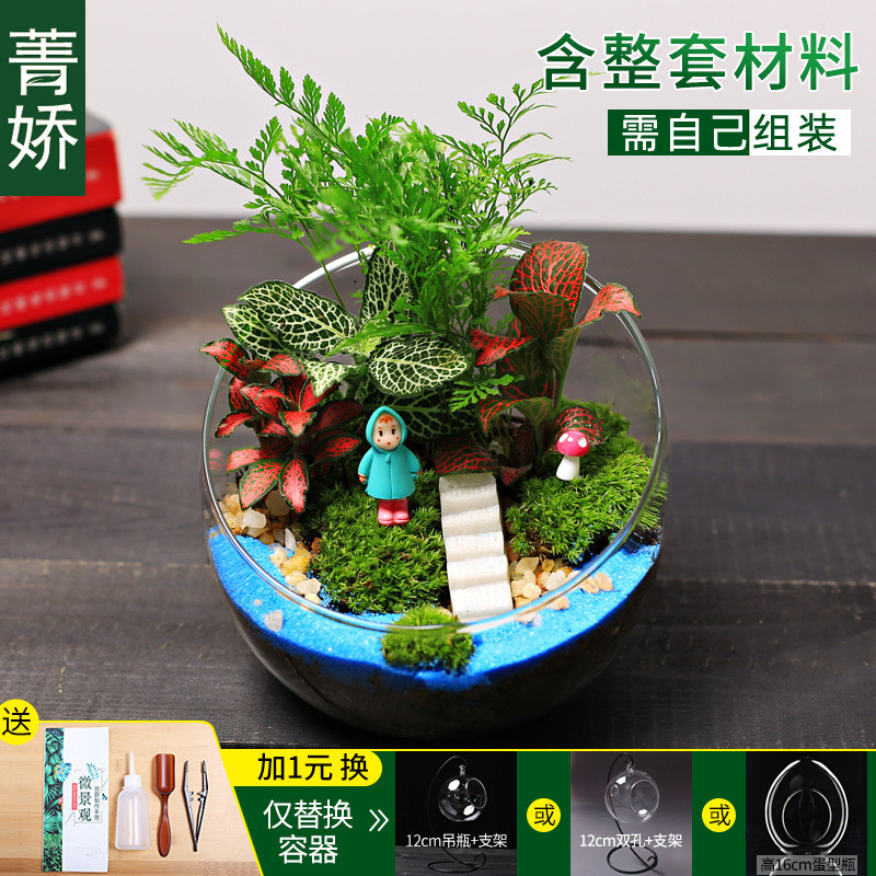 12cm切口微景观diy材料生态苔藓瓶包桌面迷你绿植物花卉小盆栽