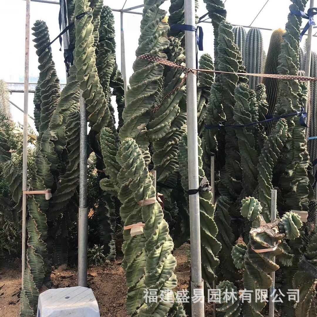 福建漳州基地仙人掌批发主景公园造景设计沙漠热带植物厂家