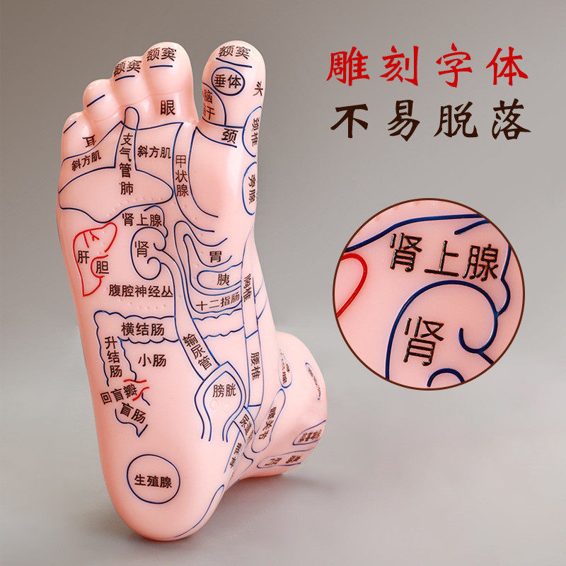 足部按摩模型人体穴位图脚丫足底反射区脚底疗足经络工具家用25cm