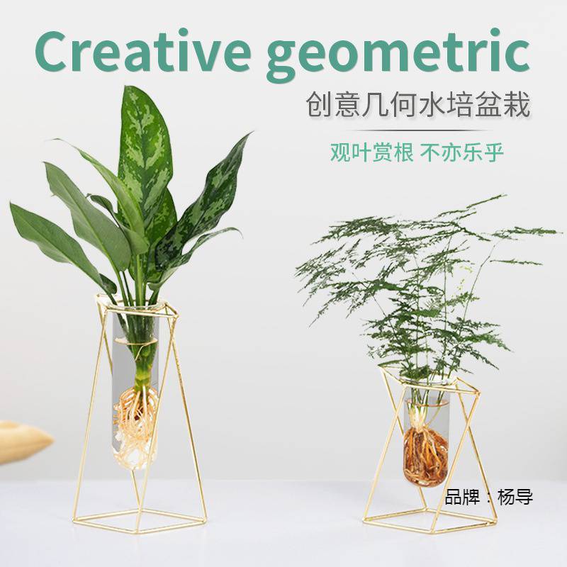 花盆容器文竹绿萝水培植物盆栽办公室内水养绿植桌面四季好养盆景