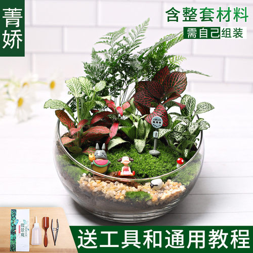 18切儿童种植小盆栽diy鲜活植物创意微景观材料包生态瓶苔藓套装