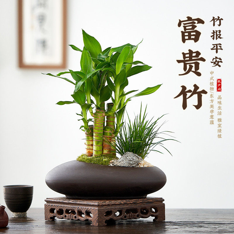 节节高风水富贵竹盆栽室内好养客厅茶桌办公室绿植四季常青文厂家