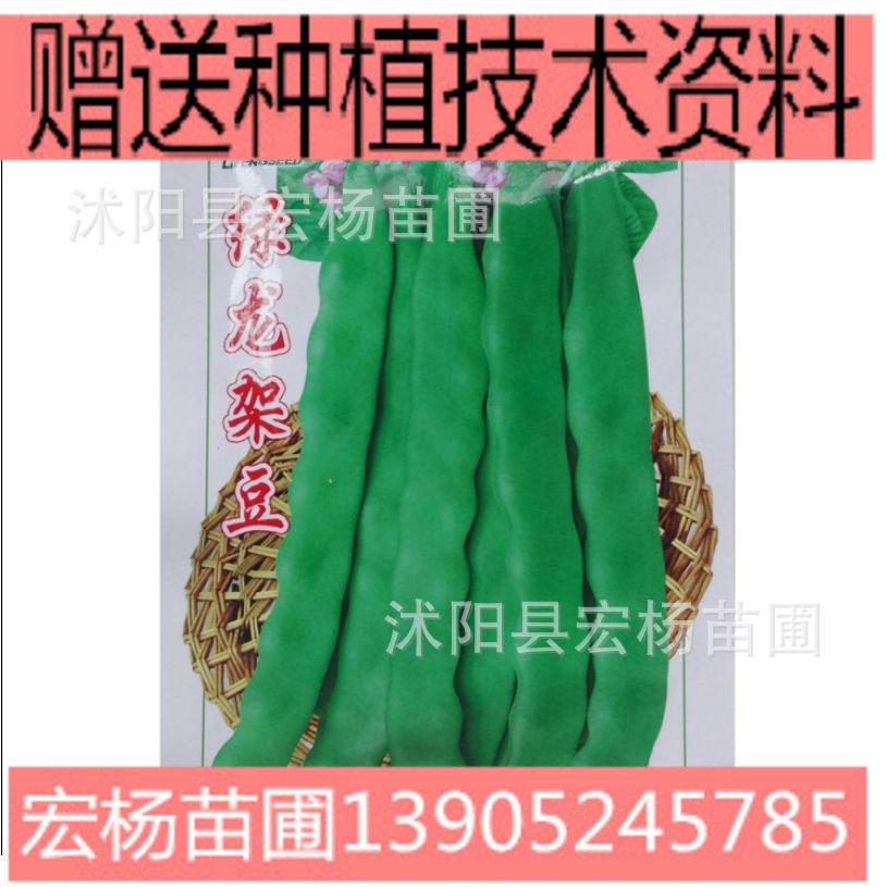 芸豆绿种植架豆王九节鞭春秋龙