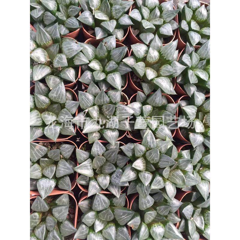 观赏性盆栽盆景万象景观十二卷属百鸟白鸟绿色植物趣味绿植栽培,鲜花速递/花卉仿真/绿植园艺,多肉植物,淘宝优惠券,粉丝福利购,淘宝优惠卷