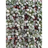 观赏性盆景盆栽绿色植物景观十二卷属百鸟白鸟万象趣味绿植栽培