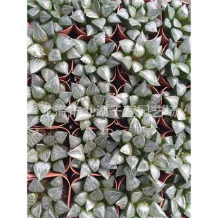 观赏性盆栽盆景栽培景观十二卷属百鸟白鸟万象趣味绿植绿色植物