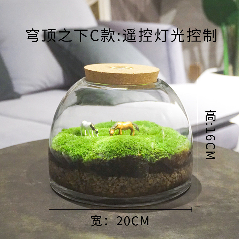 2u8k瓶苔藓植物景观闷养青苔微景观微观生态瓶微缩盆栽盆景造景成
