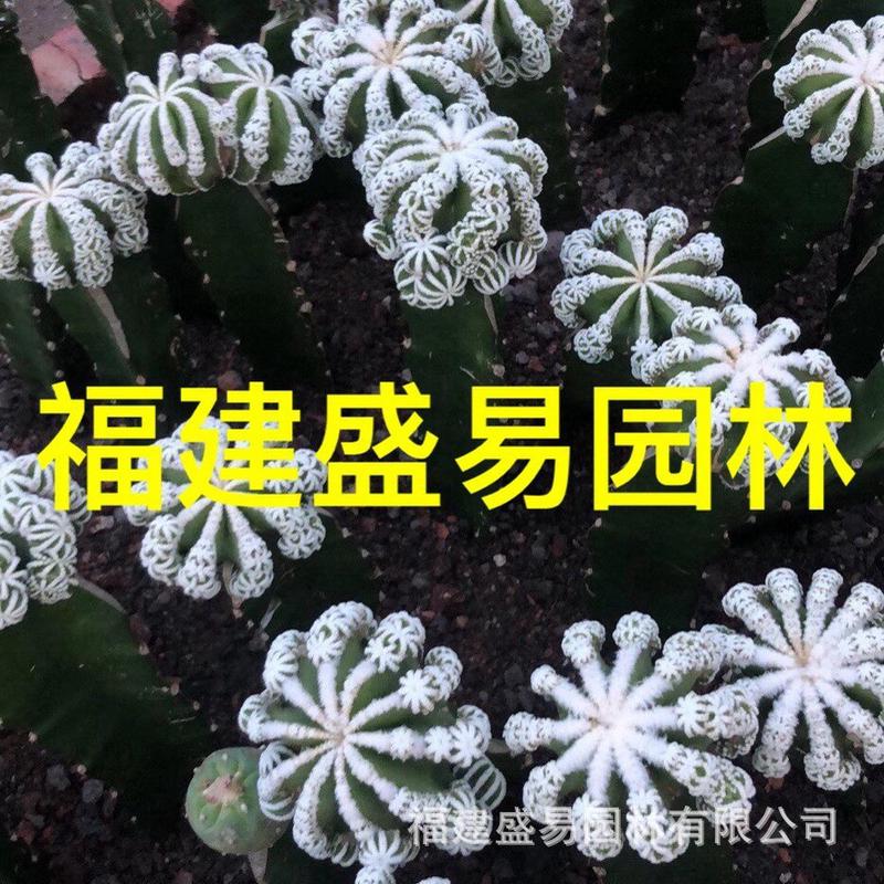 秘鲁仙人掌分叉批发多浆植物群生量天尺仙人柱沙生植物