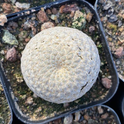 鱼鳞大戟仙人球多肉植物绿植直发小盆栽小基地