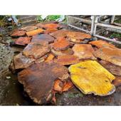 厂家销售红金樟树榴家具茶盘毛料红色瘿木原材料山香果