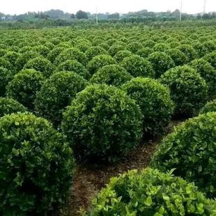 湖南长沙苗木基地直供龟甲四季常青批发冬青球优质灌木移栽活性高