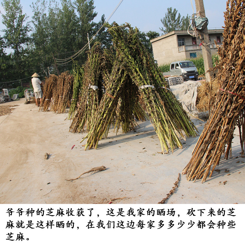 白芝麻500g 生芝麻自种农家油芝麻干净芝麻仁未脱皮带皮免洗非熟