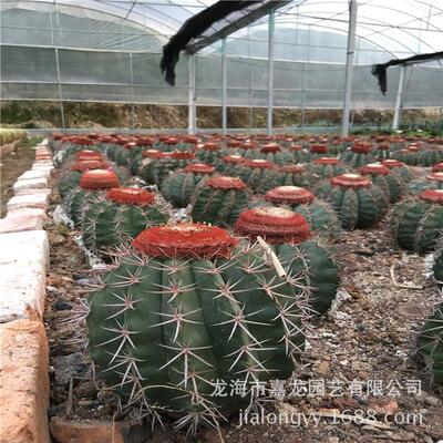 碧云实生植物沙生开花仙人球藏云15公分左右出云沙漠花卉植物观赏