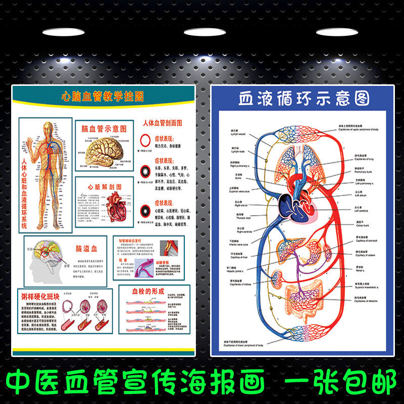 人体血管系统血液循环示意图海报贴医学院心脑血管教学油画布挂图