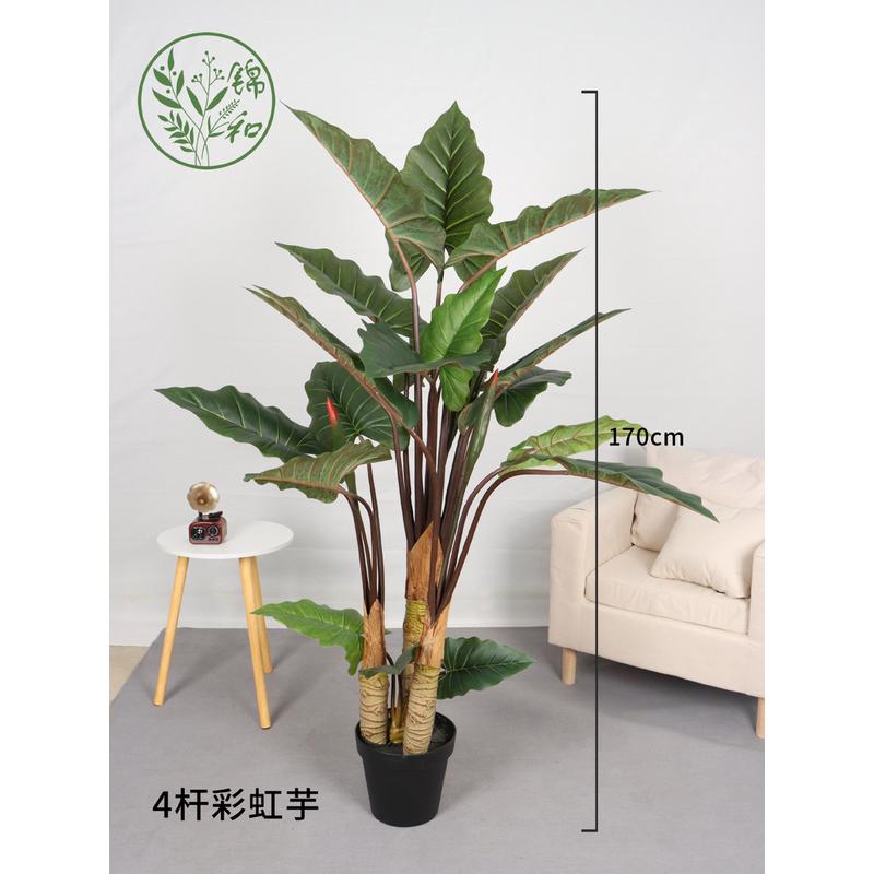 落地石斑彩虹芋家居商场人造彩虹芋大型仿真绿植盆景假树造景装饰