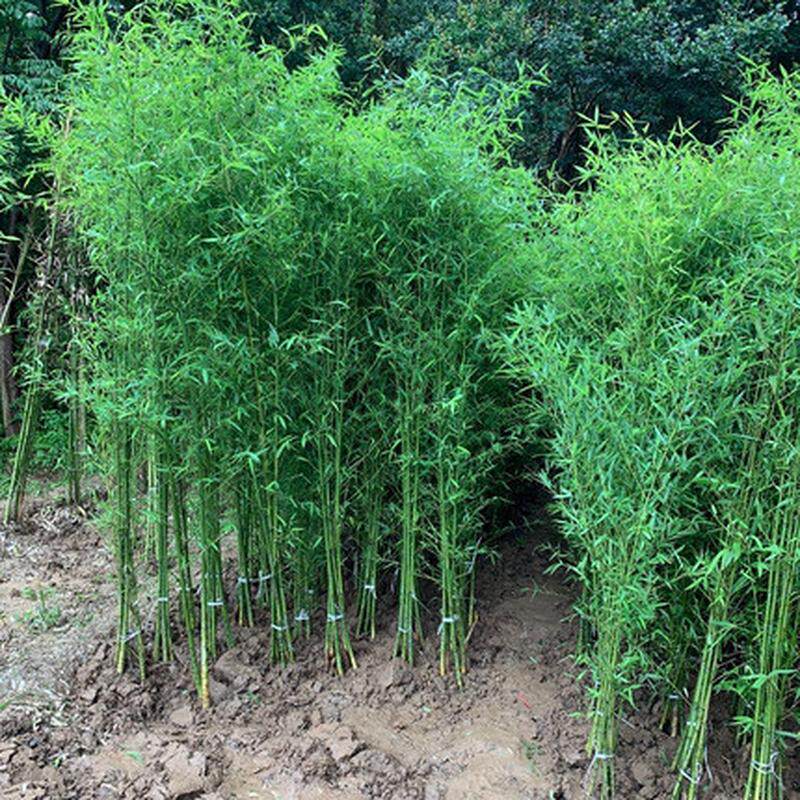 竹子苗四季青庭院植物大型耐寒紫竹苗早园竹罗汉北方毛竹户外盆栽