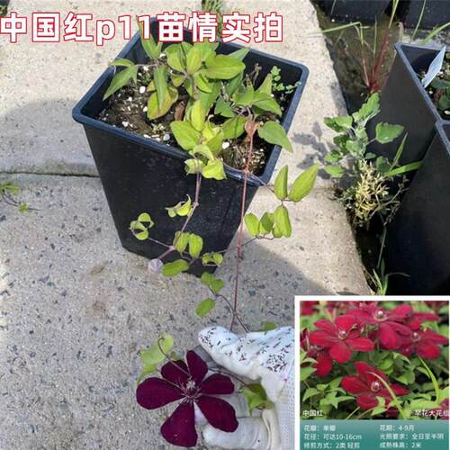 中国红铁线莲耐寒耐热适合阳台盘栽地花柱大花丰栽花好养