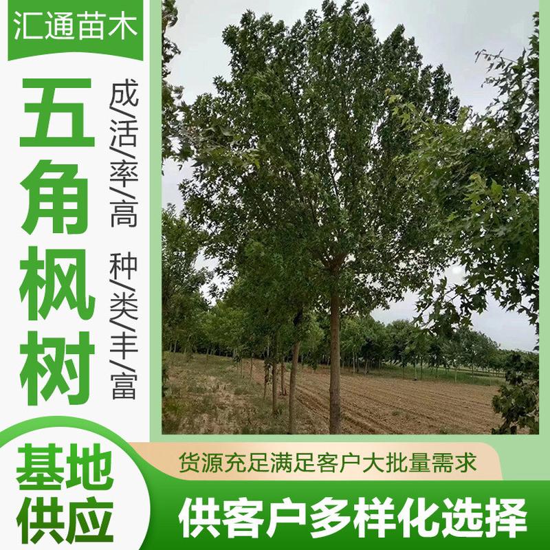 五角枫工程五角枫苗木风景树丛生绿化绿色系园林绿化工程乔木现货