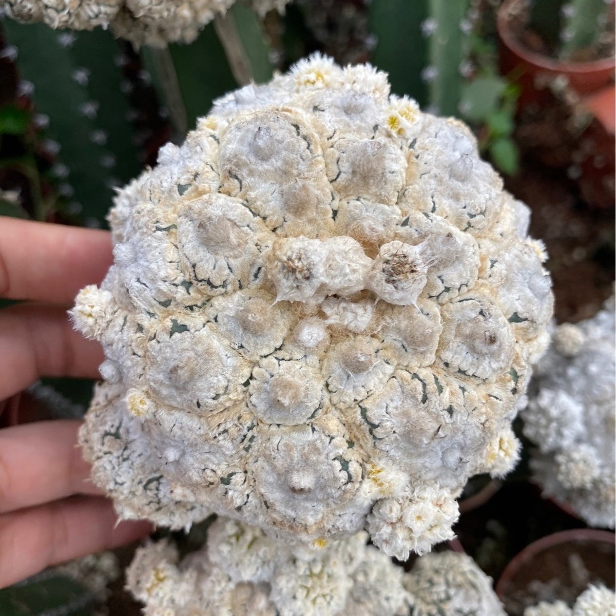 花园兜仙人球小盆栽直径7-8厘米嫁接多肉植物