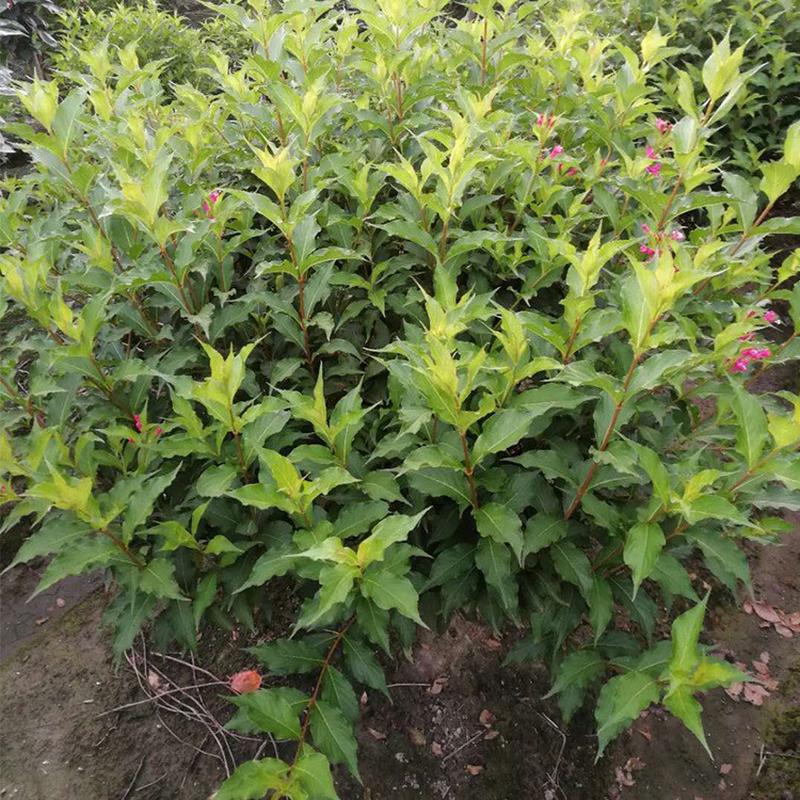 花球绿化工程园林基地批发红王子锦带苗木黑土种植基质