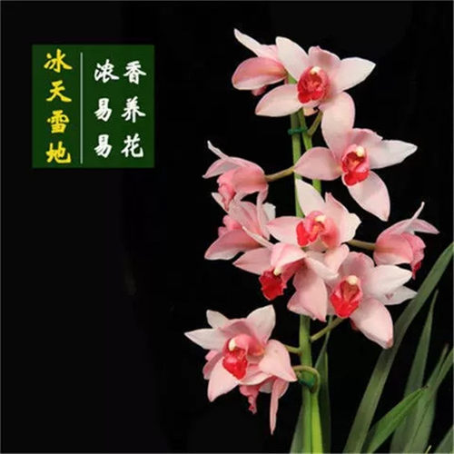 大花蕙兰春兰活奇花好养易浓香兰花苗客厅花卉绿植盆栽春节开花