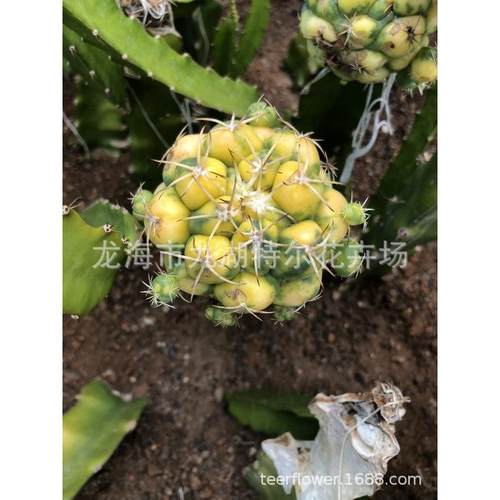 巨象锦天王仙人球海王锦新天地锦耕耘锦稀有品种锦