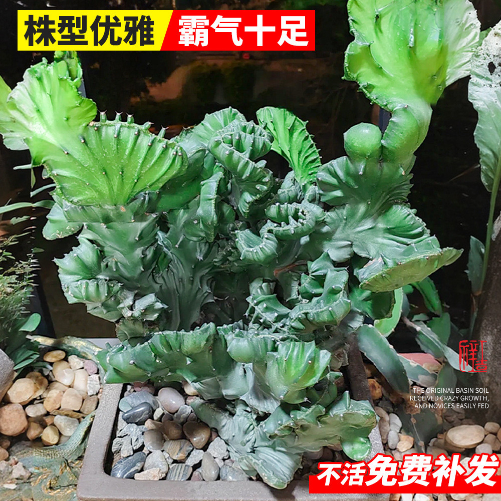 玉麒麟盆栽带根麒麟植物龙骨好养室内盆栽彩麒麟多肉大颗稀有品种