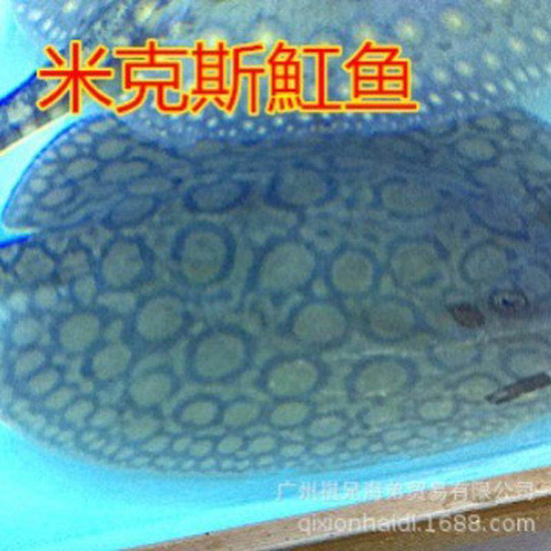 鱼珍珠魟鱼黑金魟鱼龙鱼配魟鱼