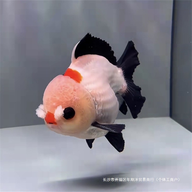 【选鱼】玛丽泰狮金鱼三色黑白小鱼苗冷水观赏鱼原泰F1好养